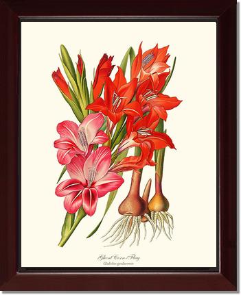 Gladiolus | Flower/Floral Art Print