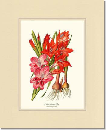 Gladiolus | Flower/Floral Art Print