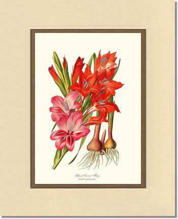 Gladiolus | Flower/Floral Art Print