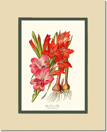 Gladiolus | Flower/Floral Art Print