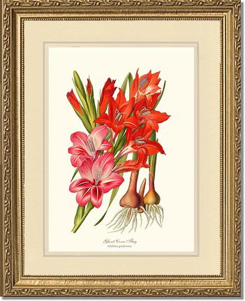 Gladiolus | Flower/Floral Art Print
