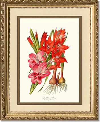 Gladiolus | Flower/Floral Art Print