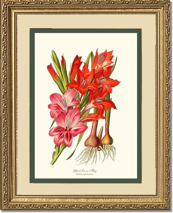 Gladiolus | Flower/Floral Art Print