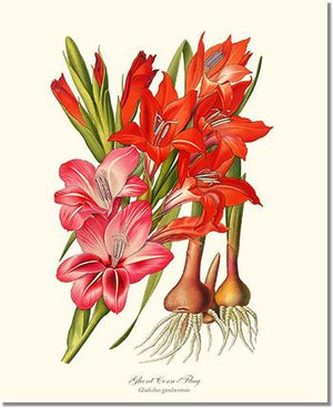 Flower Floral Print: Gladiolus