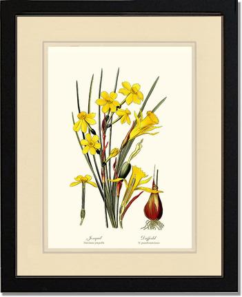 Daffodil | Flower/Floral Art Print