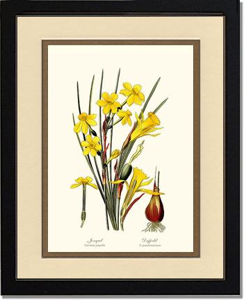 Daffodil | Flower/Floral Art Print