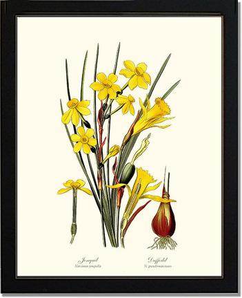 Daffodil | Flower/Floral Art Print