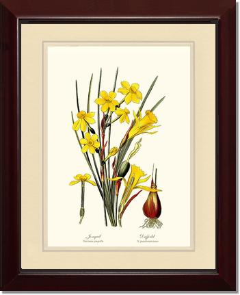 Daffodil | Flower/Floral Art Print