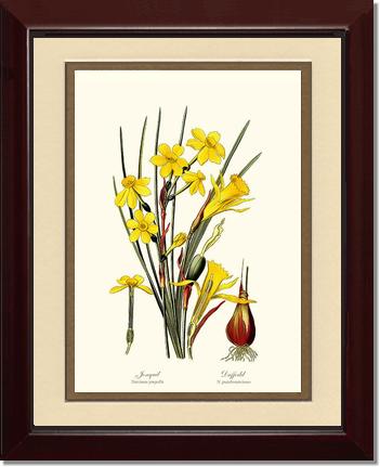 Daffodil | Flower/Floral Art Print