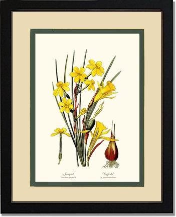 Daffodil | Flower/Floral Art Print