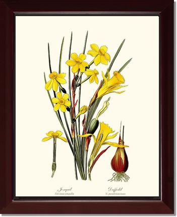Daffodil | Flower/Floral Art Print