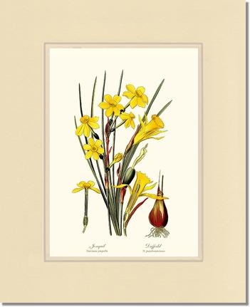 Daffodil | Flower/Floral Art Print
