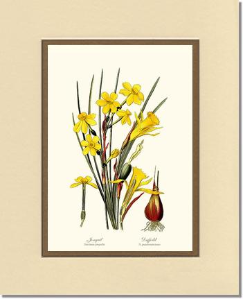Daffodil | Flower/Floral Art Print