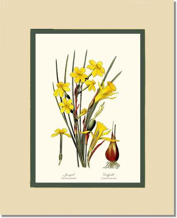 Daffodil | Flower/Floral Art Print