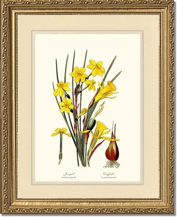 Daffodil | Flower/Floral Art Print