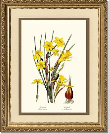 Daffodil | Flower/Floral Art Print