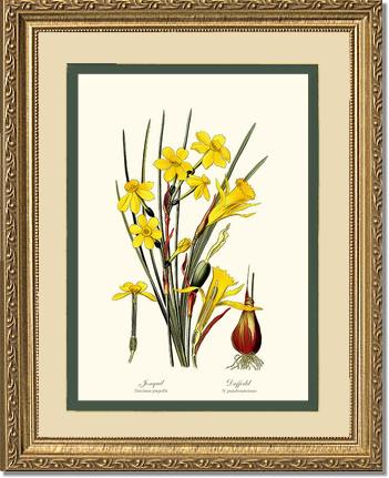 Daffodil | Flower/Floral Art Print