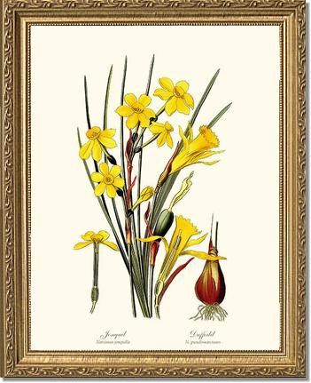 Daffodil | Flower/Floral Art Print