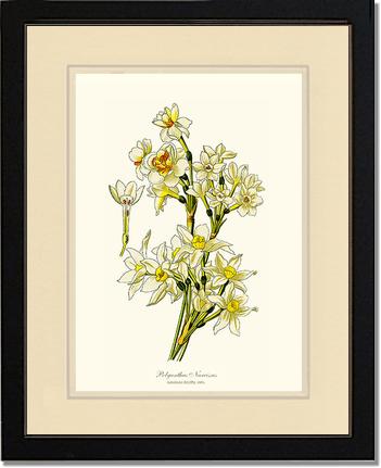 Narcissus | Flower/Floral Art Print