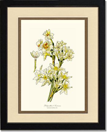 Narcissus | Flower/Floral Art Print
