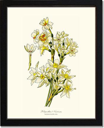 Narcissus | Flower/Floral Art Print