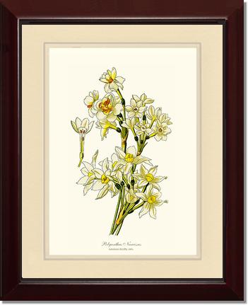 Narcissus | Flower/Floral Art Print
