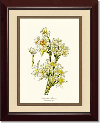 Narcissus | Flower/Floral Art Print