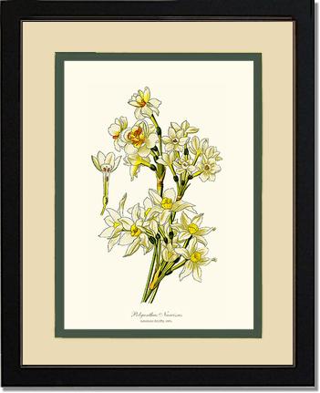 Narcissus | Flower/Floral Art Print