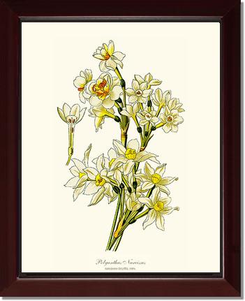 Narcissus | Flower/Floral Art Print