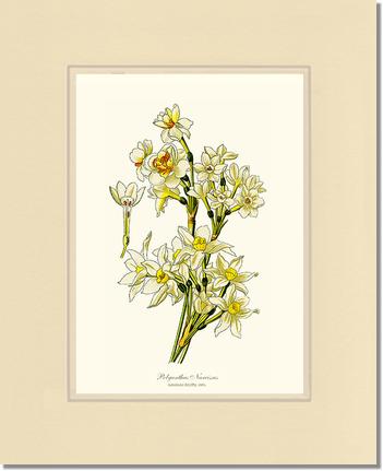 Narcissus | Flower/Floral Art Print
