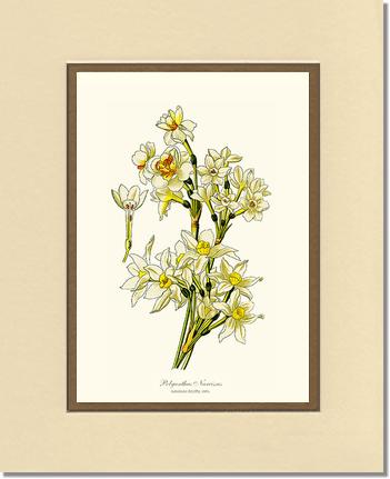 Narcissus | Flower/Floral Art Print
