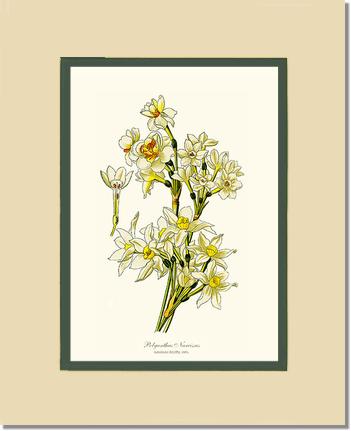 Narcissus | Flower/Floral Art Print