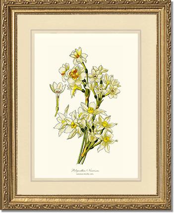 Narcissus | Flower/Floral Art Print