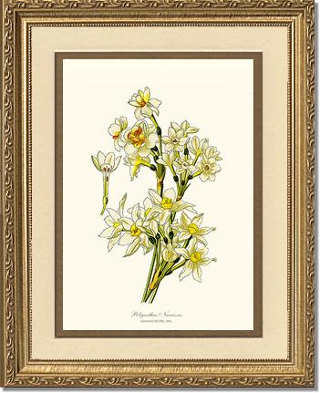 Narcissus | Flower/Floral Art Print