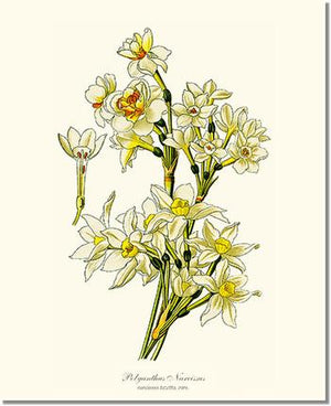 Flower Floral Print: Narcissus