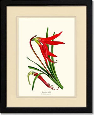 Lily, Jacobean | Flower/Floral Art Print