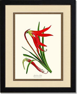 Lily, Jacobean | Flower/Floral Art Print