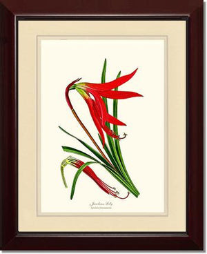 Lily, Jacobean | Flower/Floral Art Print