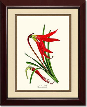 Lily, Jacobean | Flower/Floral Art Print