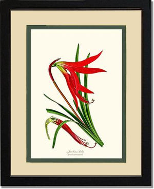 Lily, Jacobean | Flower/Floral Art Print