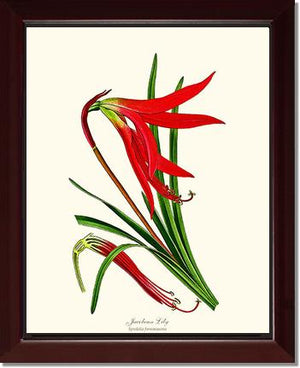 Lily, Jacobean | Flower/Floral Art Print