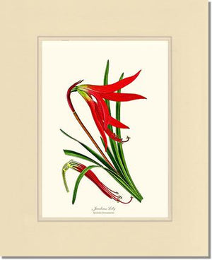 Lily, Jacobean | Flower/Floral Art Print