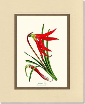 Lily, Jacobean | Flower/Floral Art Print