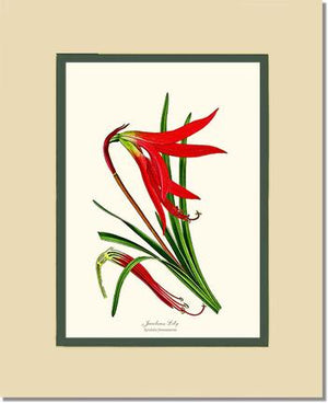 Lily, Jacobean | Flower/Floral Art Print