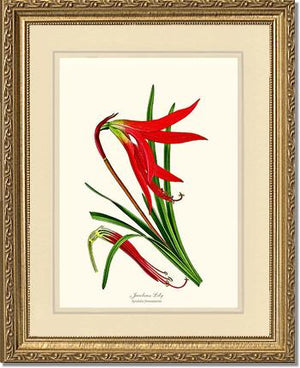 Lily, Jacobean | Flower/Floral Art Print