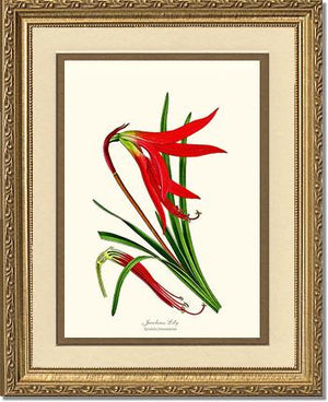 Lily, Jacobean | Flower/Floral Art Print