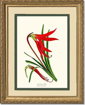 Lily, Jacobean | Flower/Floral Art Print