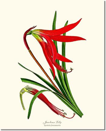 Flower Floral Print: Lily, Jacobean Amaryllis