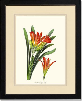 Clivia miniata | Flower/Floral Art Print