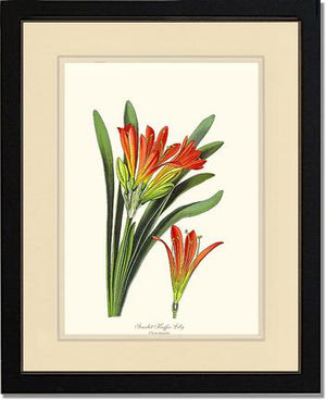 Clivia miniata